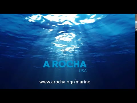 a rocha marine conservation work in florida