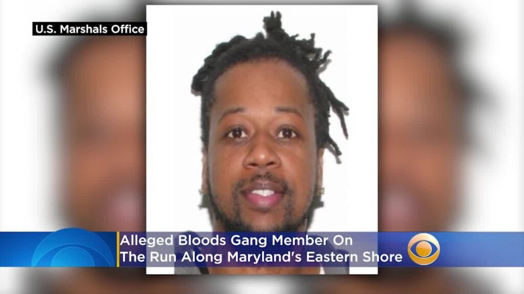 alleged bloods gang member on the run along marylands eastern shore