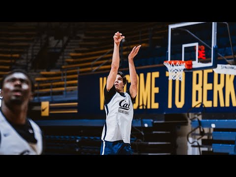cal mens basketball meet the bears andrej stojakovic