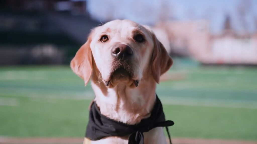 colorado state football 2024 schedule reveal