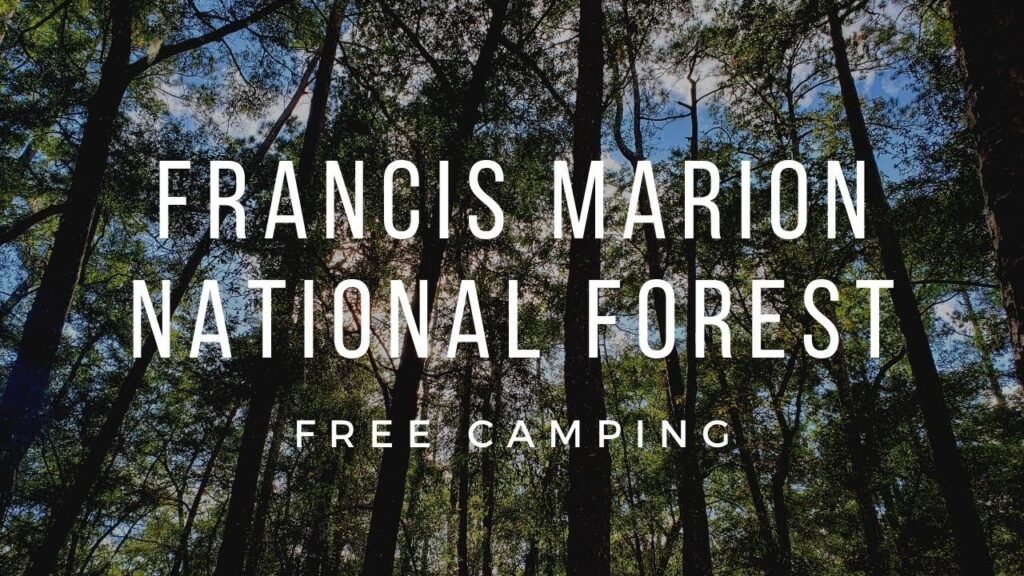 free camping in francis marion national forest