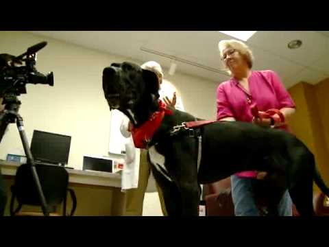 great dane gets a stronger longer leg at colorado state universitys vet teaching hospital