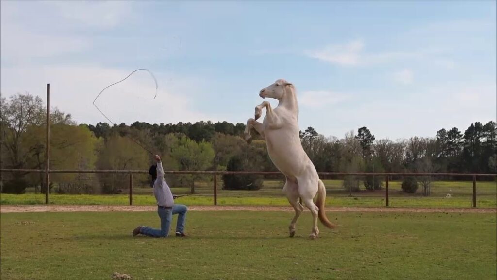 liberty horsemanship with austin anderson and chelsea fisher