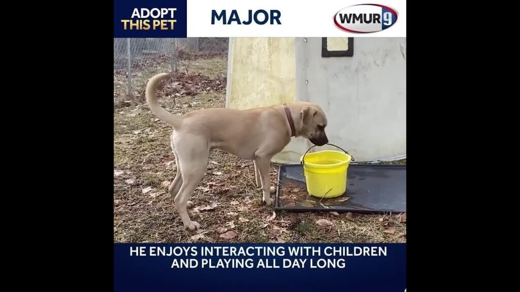 major is an 8 month old boxer mix looking for a new home